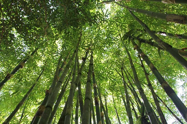 bamboo tree